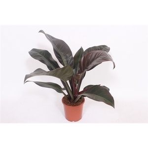 Philodendron Imperial Red