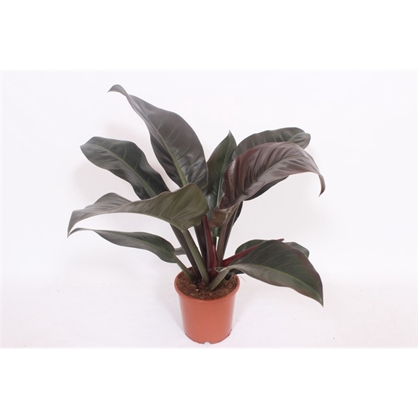 <h4>Philodendron Imperial Red</h4>