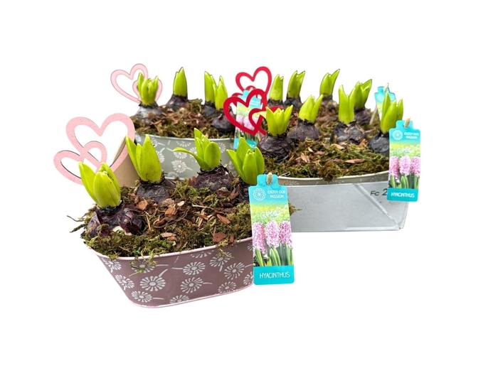 <h4>ARR HYACINTH</h4>