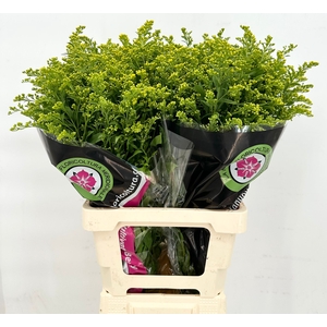 Solidago Golden Glory