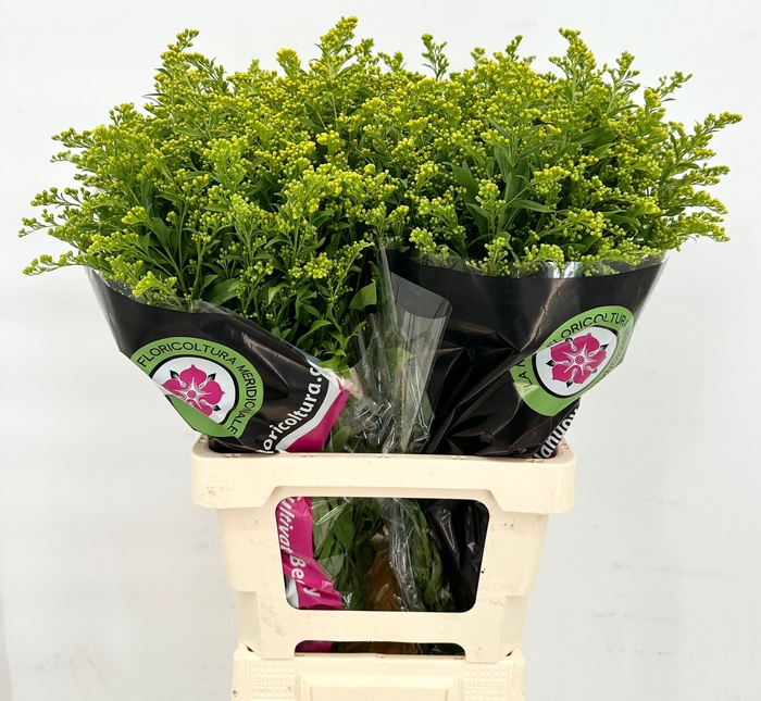 <h4>Solidago Golden Glory</h4>