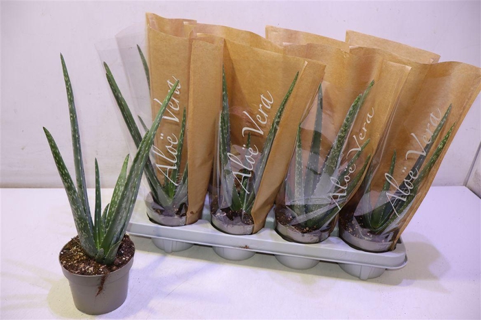 <h4>Aloe Vera</h4>