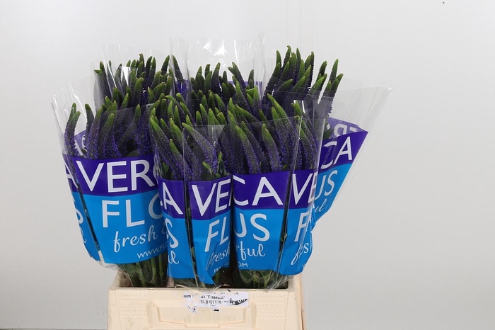 <h4>Veron Smart Navy</h4>