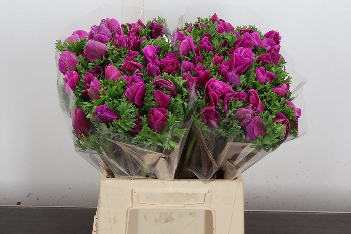 <h4>Anem Mistral Ex Cerise</h4>