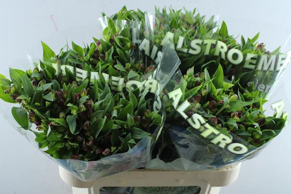 <h4>Alstr Fl Noa (cerise)</h4>