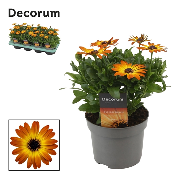 <h4>Osteospermum Orange Flare Decorum</h4>