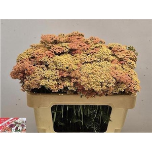 Achillea M Lachsschonheit