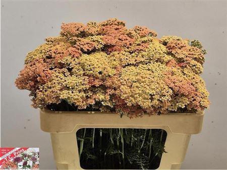 <h4>Achillea M Lachsschonheit</h4>