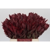 Leucadendron Jester
