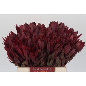 Leucadendron Jester