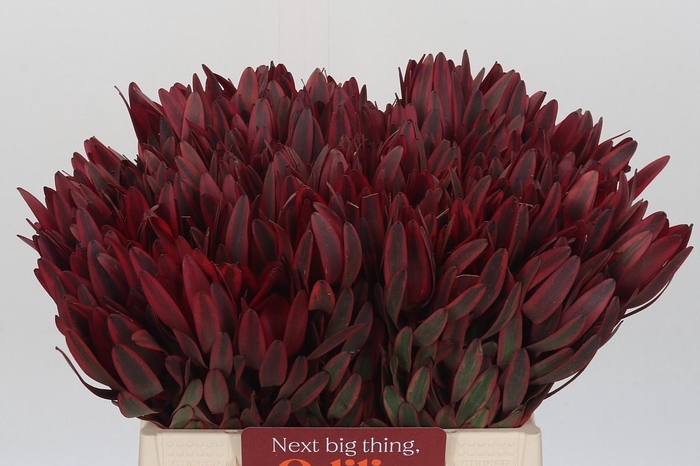 <h4>Leucadendron Jester</h4>