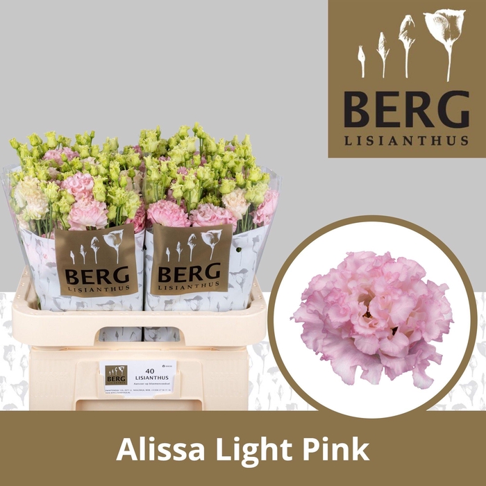 <h4>Lisianthus Alissa Light Pink</h4>