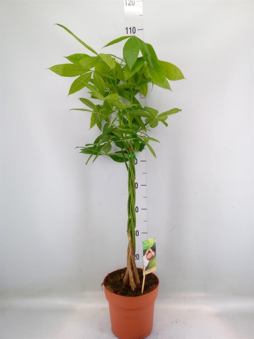 <h4>Pachira aquatica</h4>