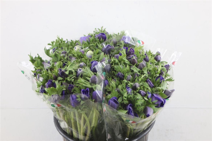 <h4>Anem Ex Blue</h4>