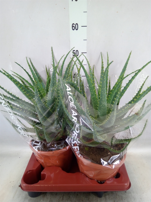 <h4>Aloe arborescens</h4>