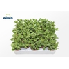 Crassula Rusby