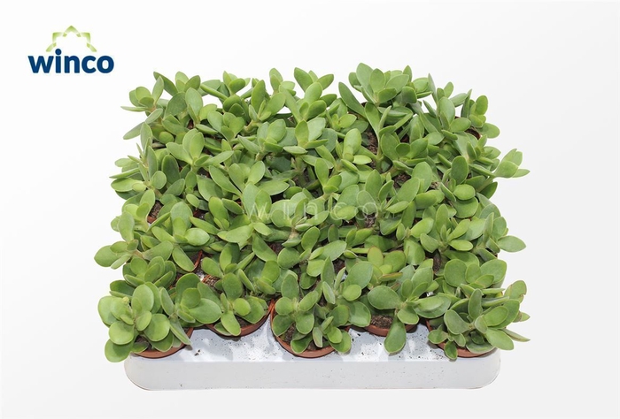 Crassula Rusby