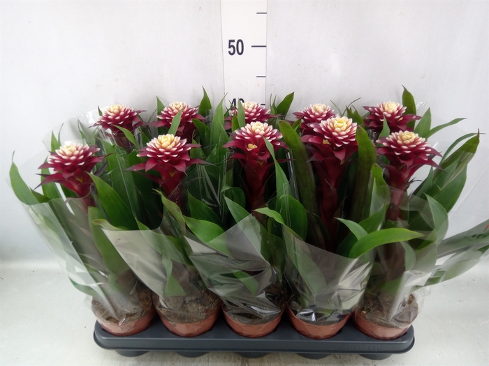 <h4>Guzmania  'Francesca'</h4>