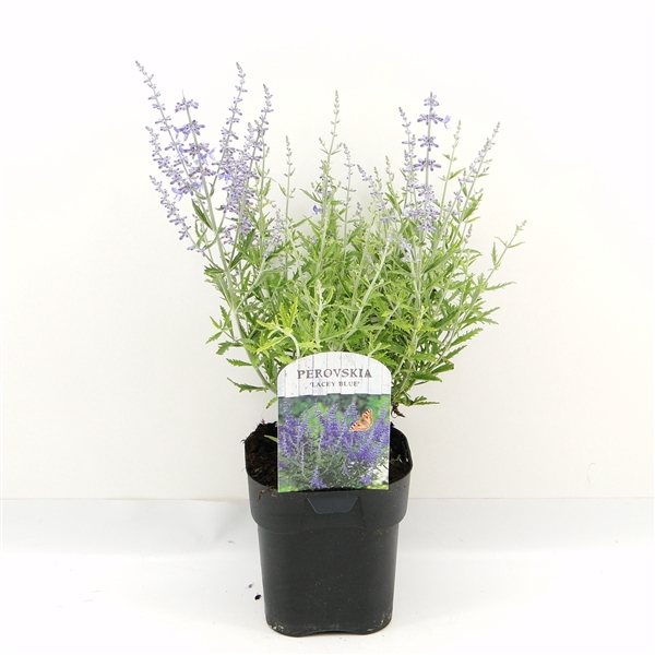 <h4>Perovskia atr. Lacey Blue</h4>