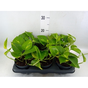 Epipremnum pinn. 'Aureum'