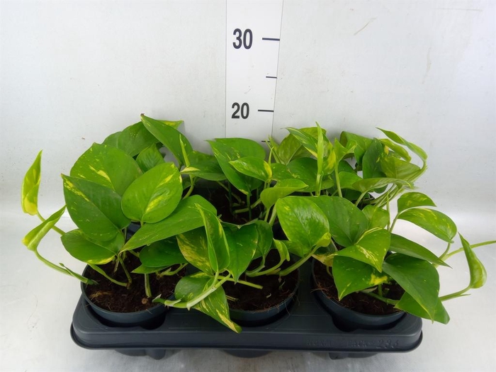 <h4>Epipremnum pinn. 'Aureum'</h4>