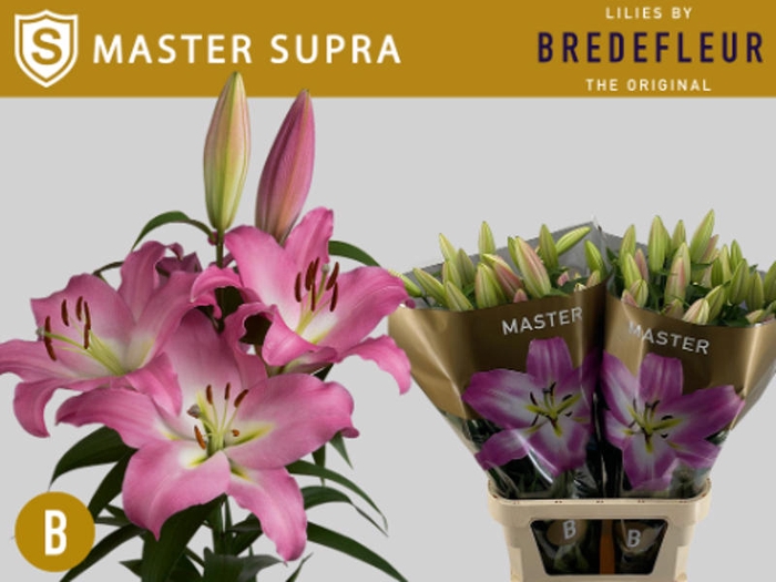 <h4>Li Or Master Supra 5+ Bredefleur</h4>