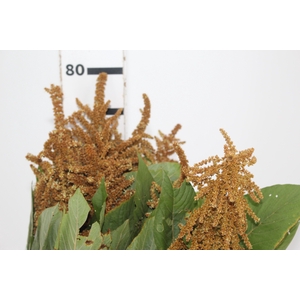 AMARANTHUS DOURADO 070 CM