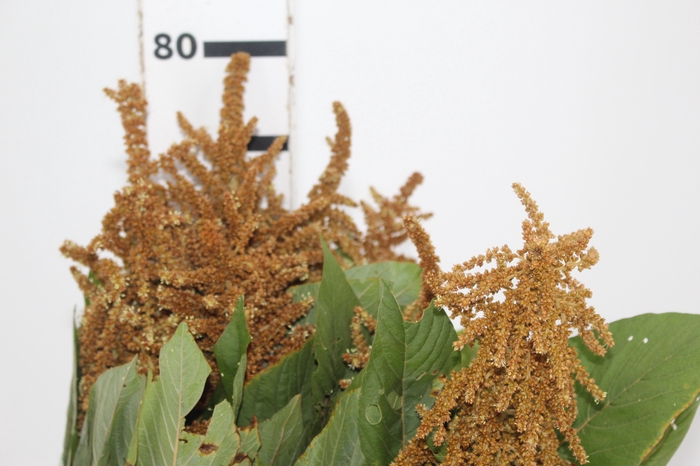 <h4>AMARANTHUS DOURADO 070 CM</h4>