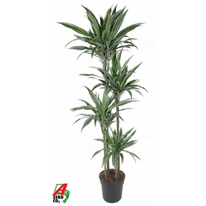 Dracaena f Deremensis Grp Warneckei