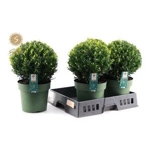 ILEX CRENATA JENNY