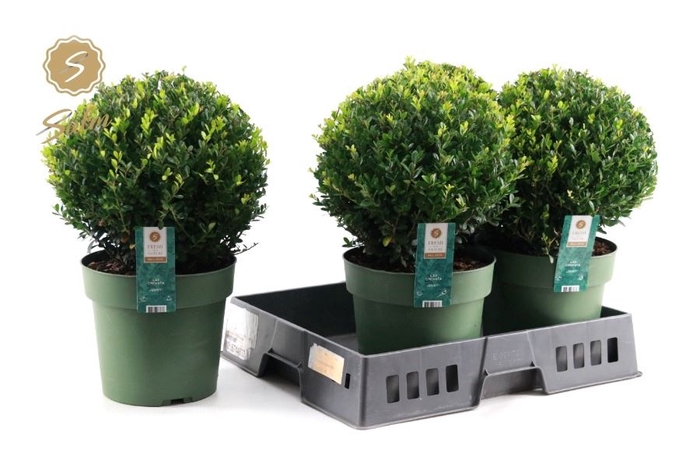 <h4>ILEX CRENATA JENNY</h4>