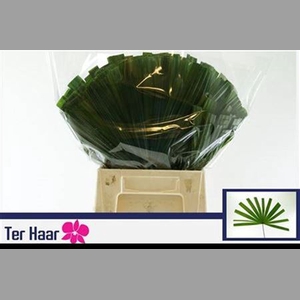 Chamaerops Sp Blad