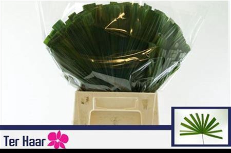 <h4>Chamaerops Sp Blad</h4>
