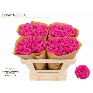Rosa TR 'Giselle'