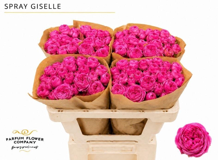 <h4>Rosa TR 'Giselle'</h4>