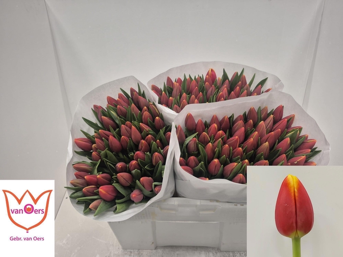 <h4>TU EN REPLAY</h4>