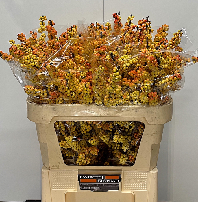 <h4>ILEX ILEXIA VICTORIA</h4>
