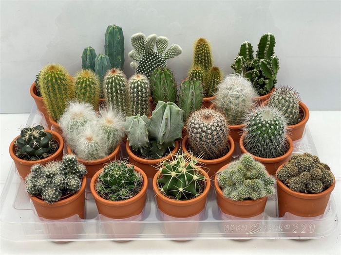 <h4>Cactus gemengd</h4>