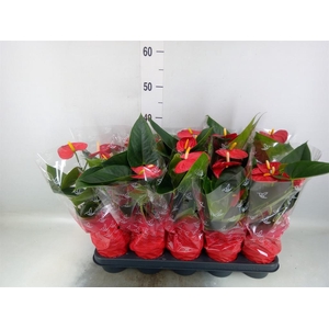 Anthurium andr. 'Easy Red'