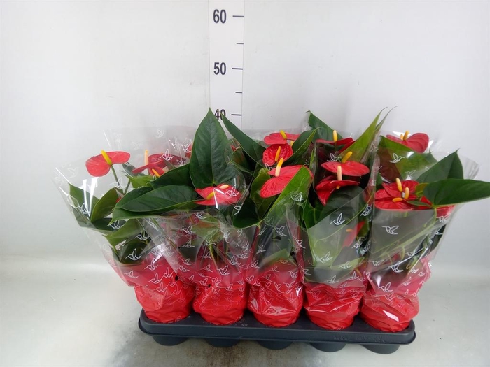 <h4>Anthurium andr. 'Easy Red'</h4>