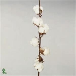 Katoen Hirsutum Wit 7 Bal