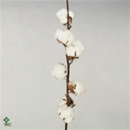 <h4>Katoen Hirsutum Wit 9 Bal</h4>