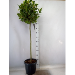 Laurus nobilis