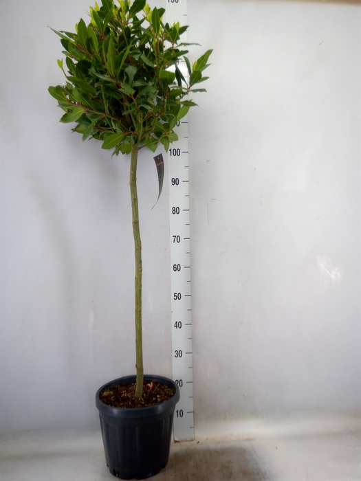 <h4>Laurus nobilis</h4>