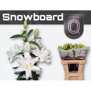 LI OR DU SNOWBOARD