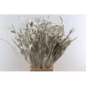 Dried Strelitzia 10pc Platinum Bunch Slv