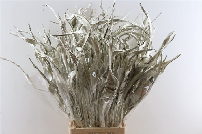 <h4>Dried Strelitzia 10pc Platinum Bunch Slv</h4>