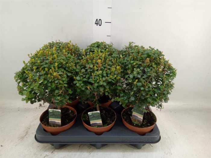 <h4>Myrsine africana</h4>