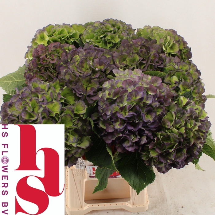 <h4>HYDR M CH VERE BL CL</h4>