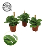 Peperomia Obt Green Gold